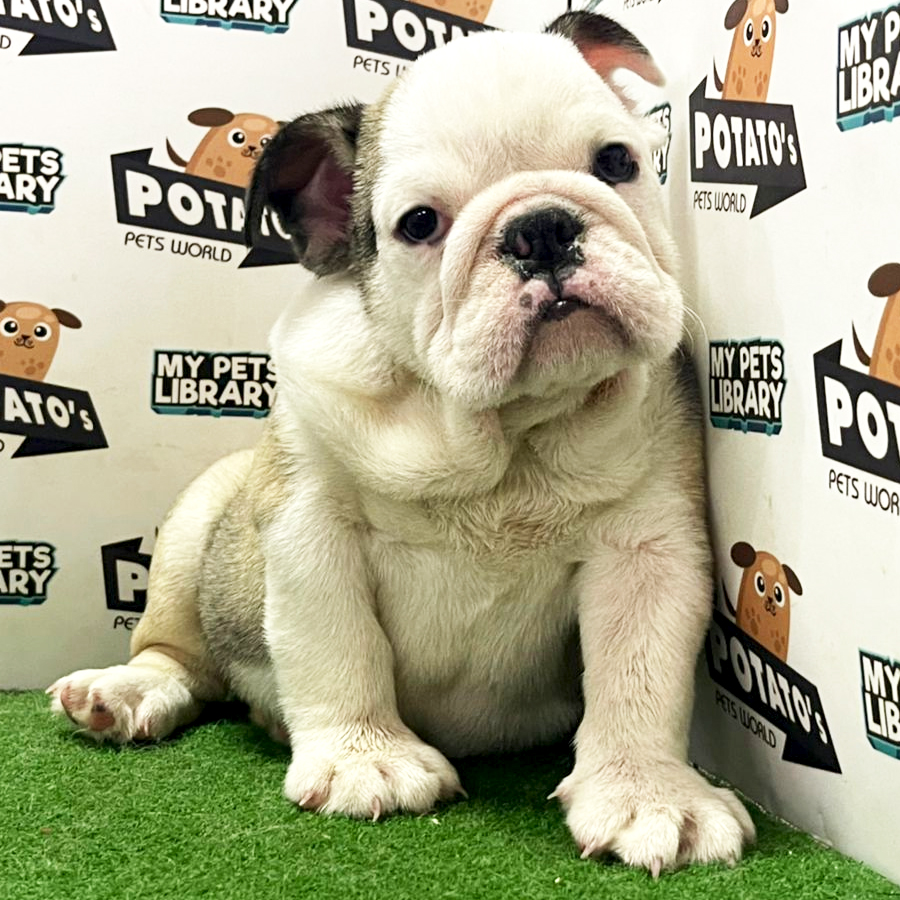 English Bulldog Puppy (Male) For Sale