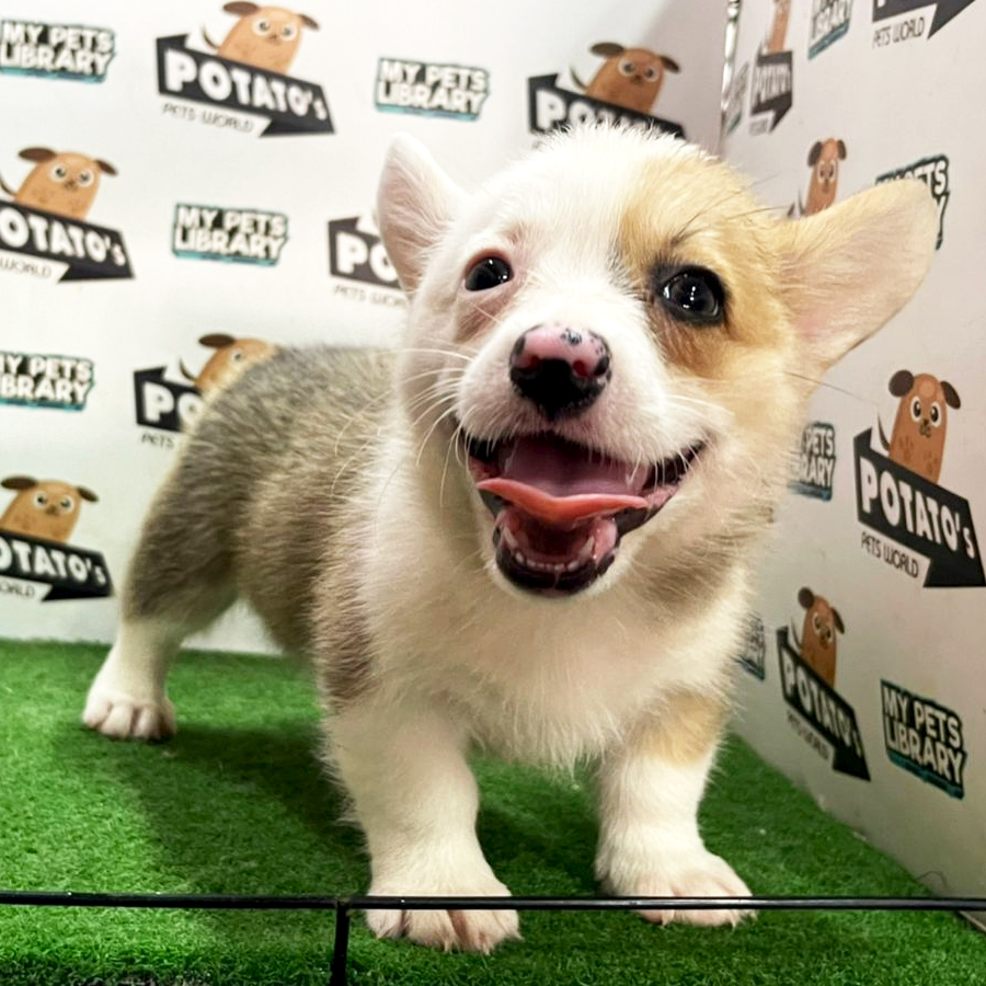 Welsh Corgi Puppy (Female) For Sale