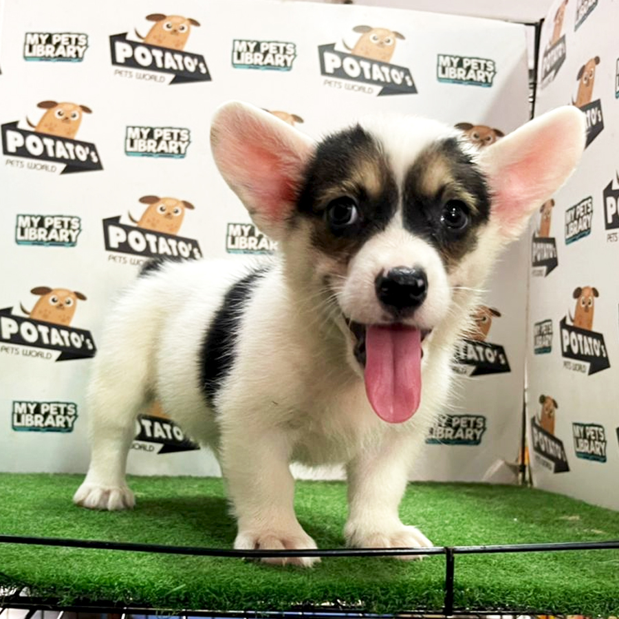 Welsh Corgi Puppy (Female) For Sale