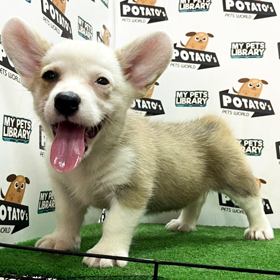 Welsh Corgi Puppy (Male) For Sale