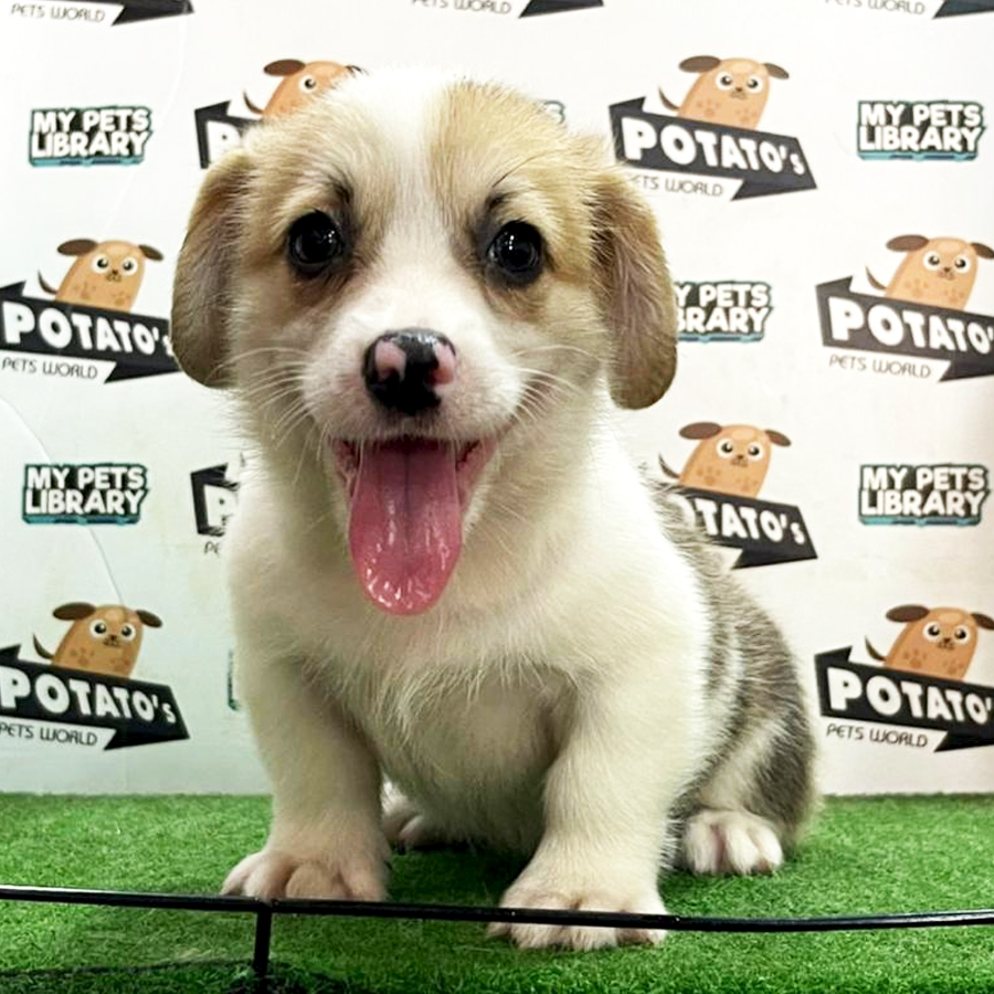 Welsh Corgi Puppy (Male) For Sale