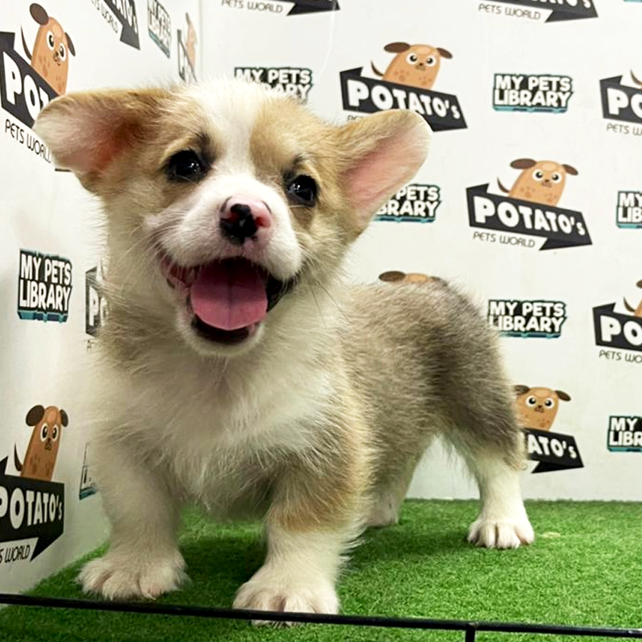 Welsh Corgi Puppy (Female) For Sale
