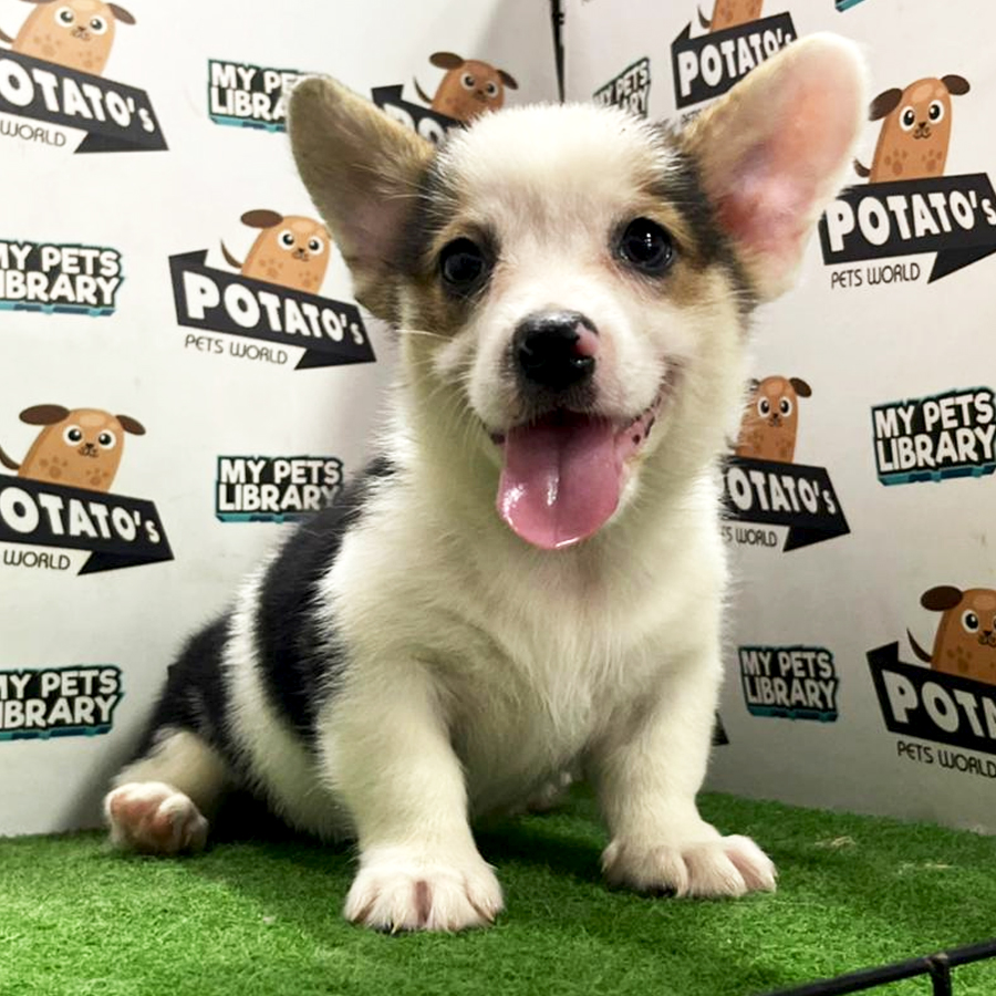 Welsh Corgi Puppy (Male) For Sale