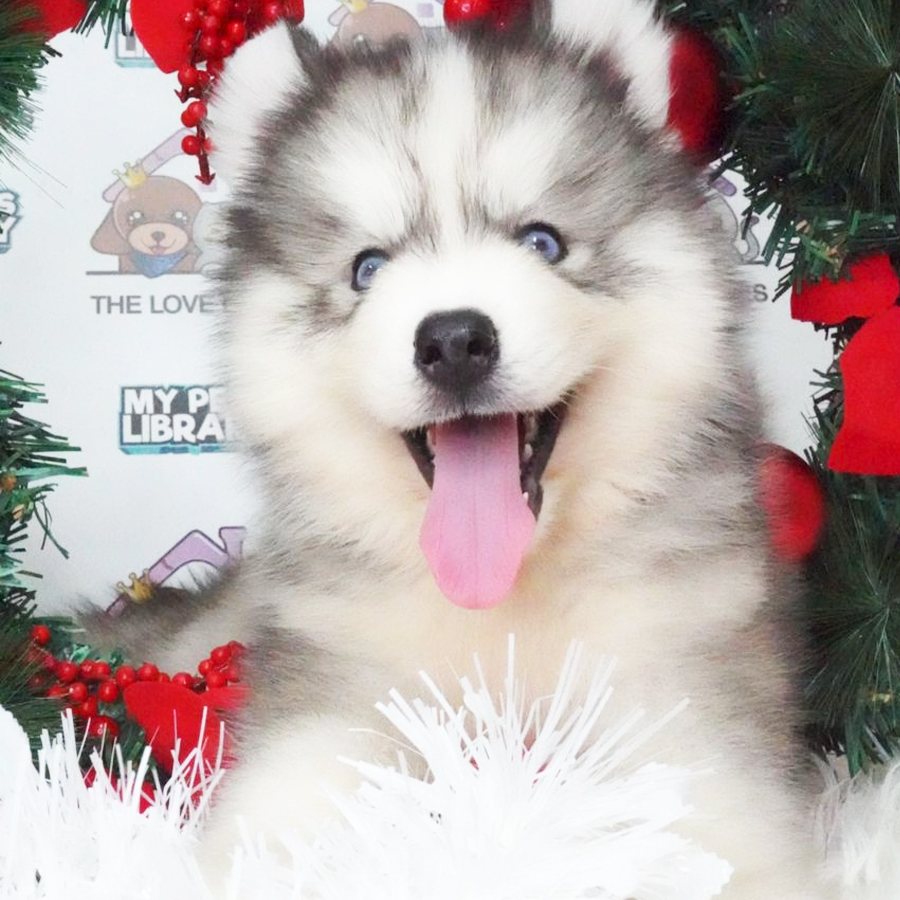 Wooly Husky Puppy (Male) For Sale