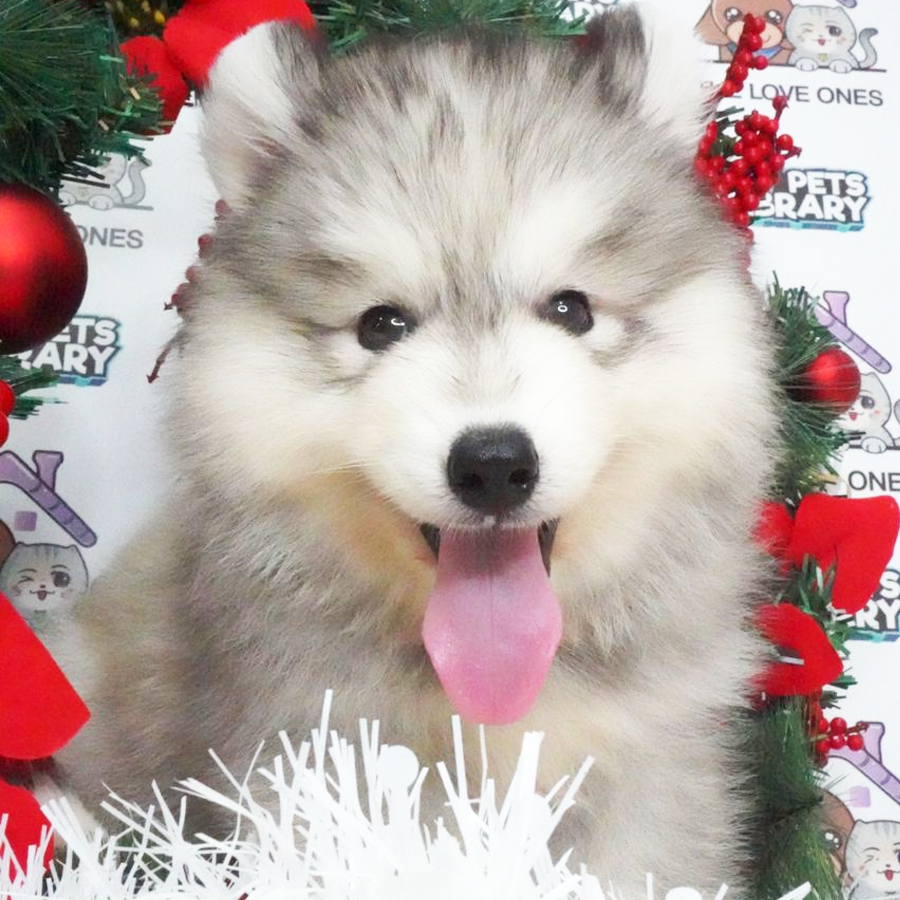 Wooly Husky Puppy (Male) For Sale