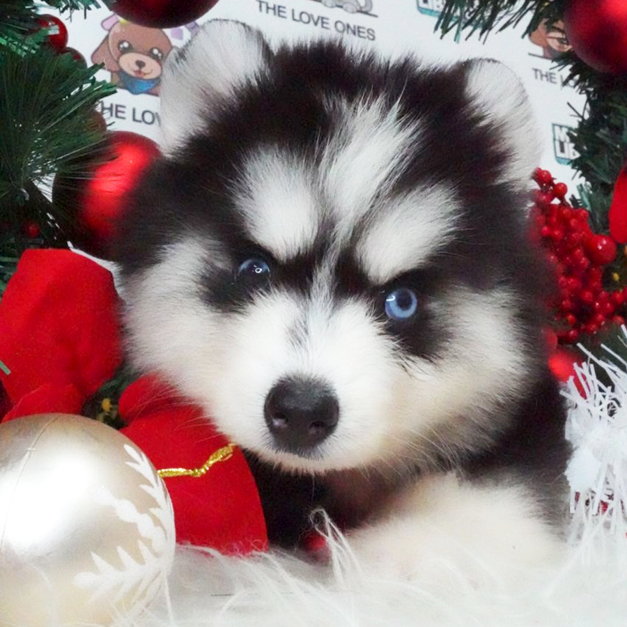 Wooly Husky Puppy (Female) For Sale