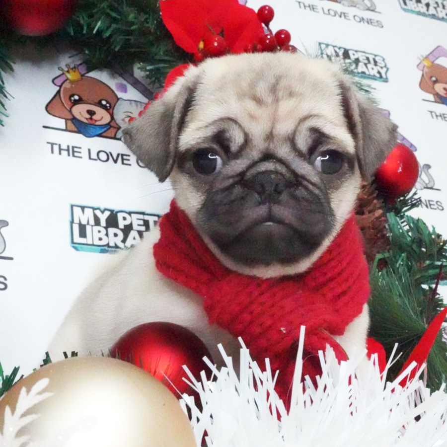 Pug Puppy (Female) For Sale