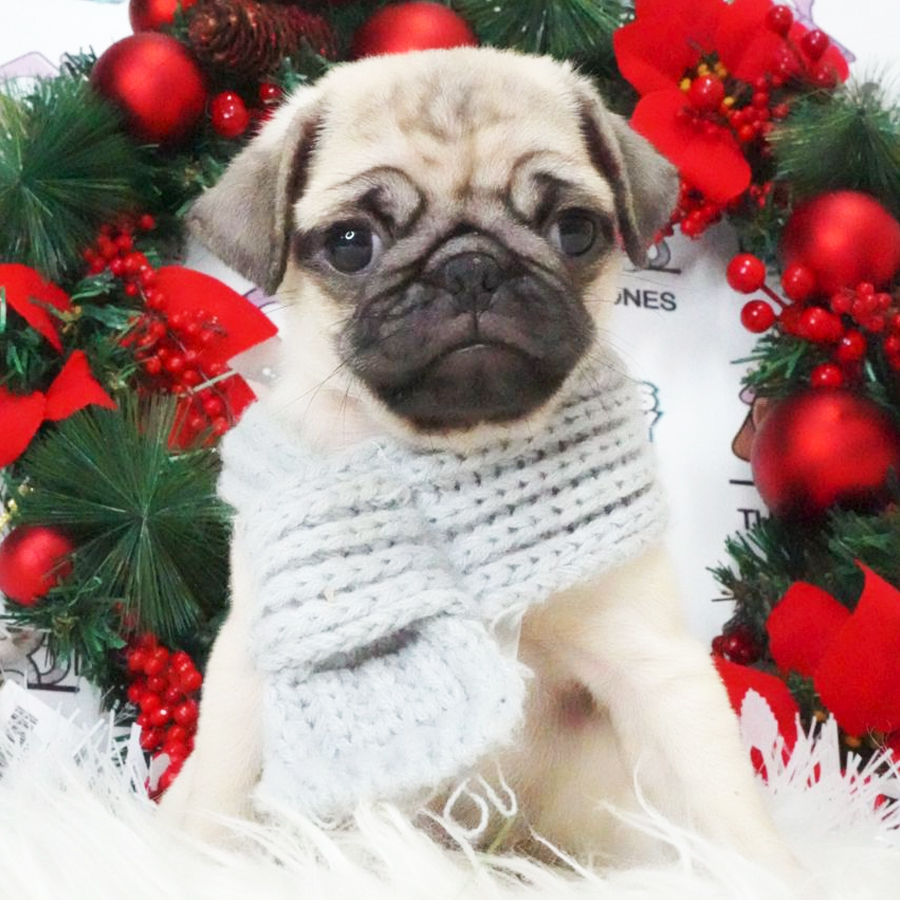 Pug Puppy (Male) For Sale