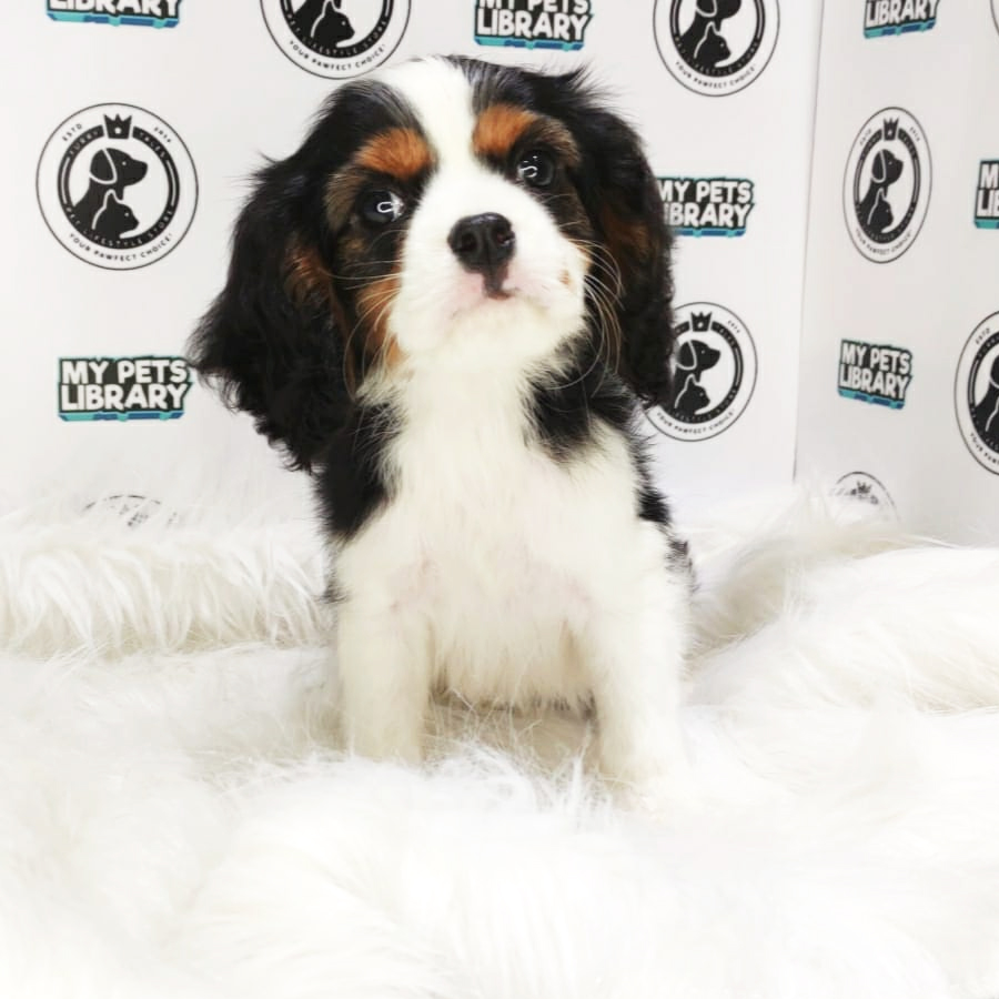 MKA King Charles Puppy (Male) For Sale