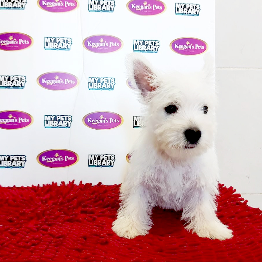 MKA West Highland Terrier Puppy (Female) For Sale