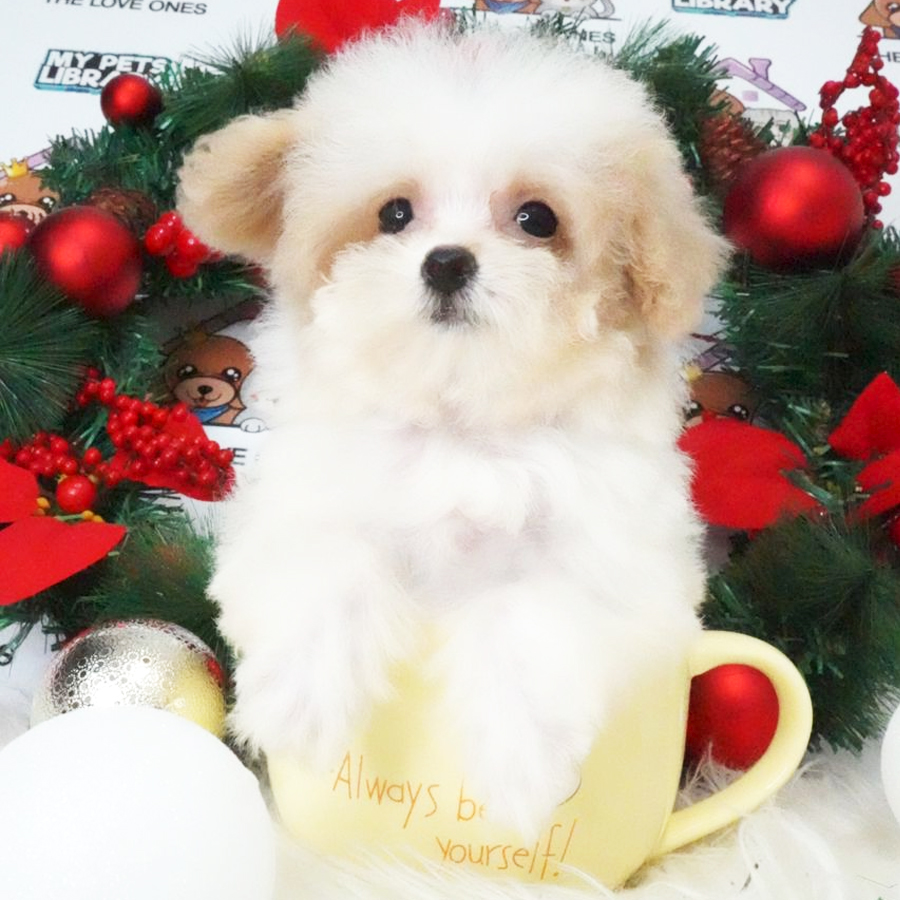MKA Teacup Poodle Puppy (Female) For Sale