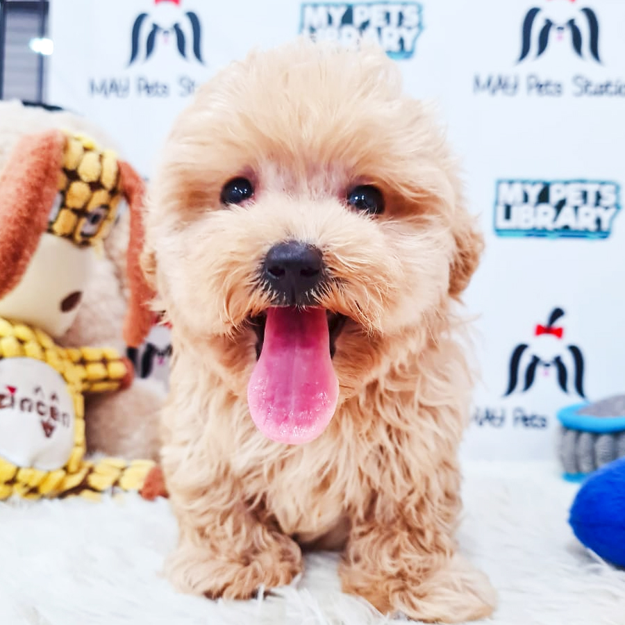 Toy Poodle Puppy (Female) For Sale