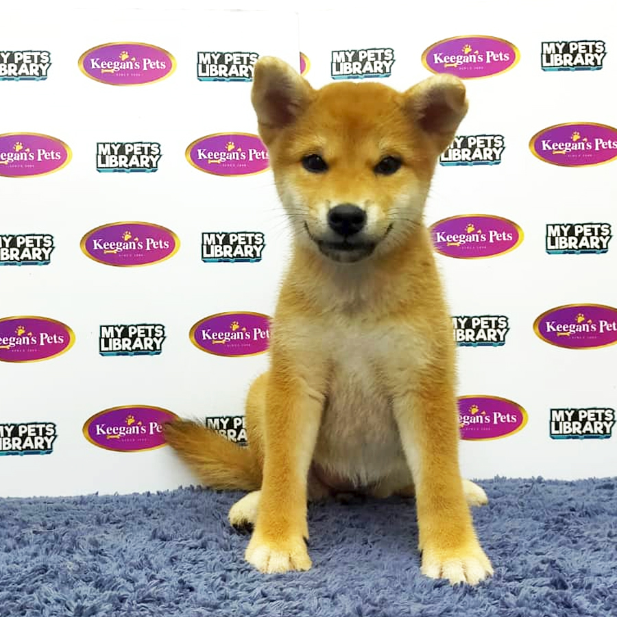 MKA Shiba Inu Puppy (Female) For Sale