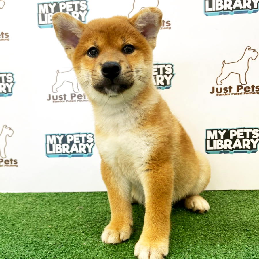 Taiwan Imported Shiba Inu Puppy (Male) For Sale