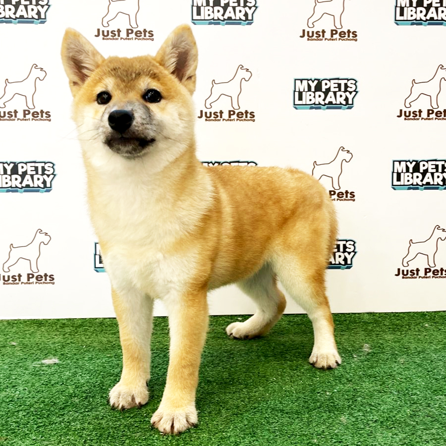 Taiwan Imported Shiba Inu Puppy (Female) For Sale
