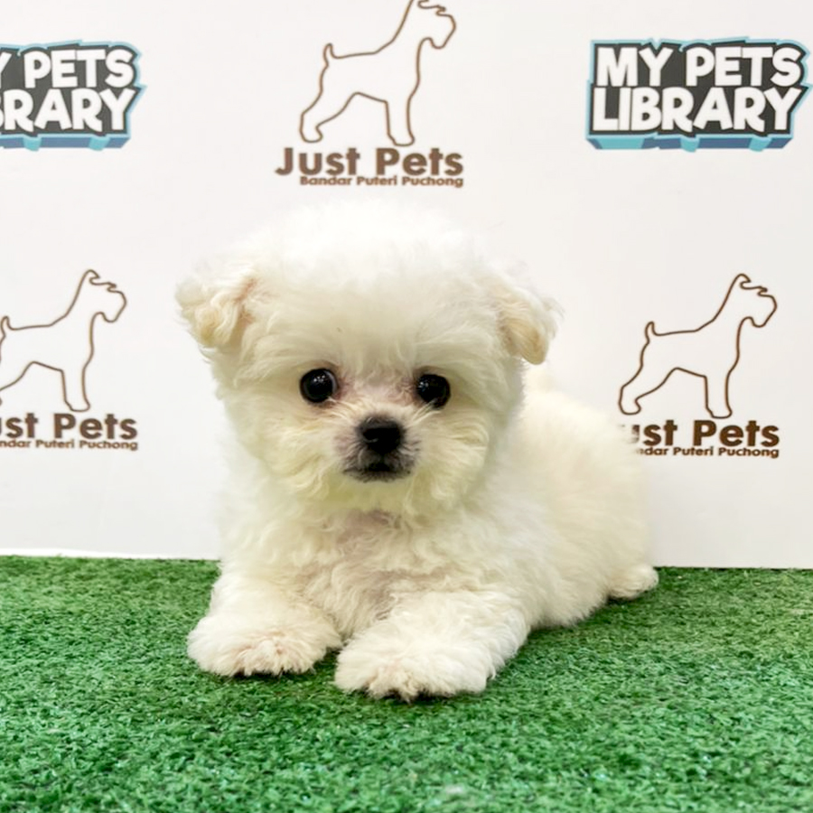 China Imported Mini Bichon Puppy (Male) For Sale