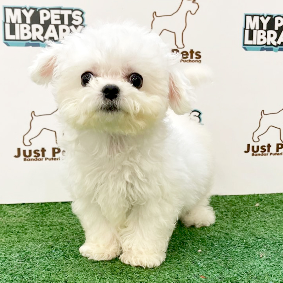 China Imported Mini Bichon Puppy (Female) For Sale