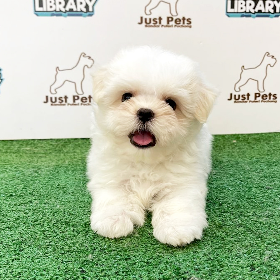 MKA Maltese Puppy (Male) For Sale