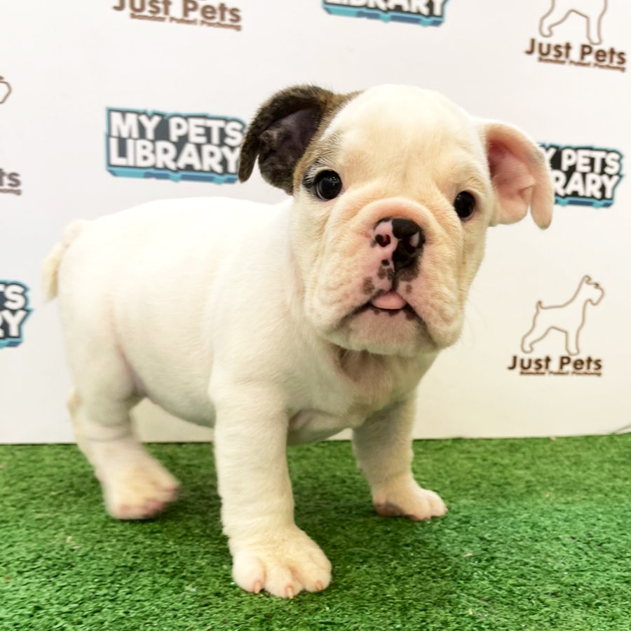 MKA English Bulldog Puppy (Female) For Sale