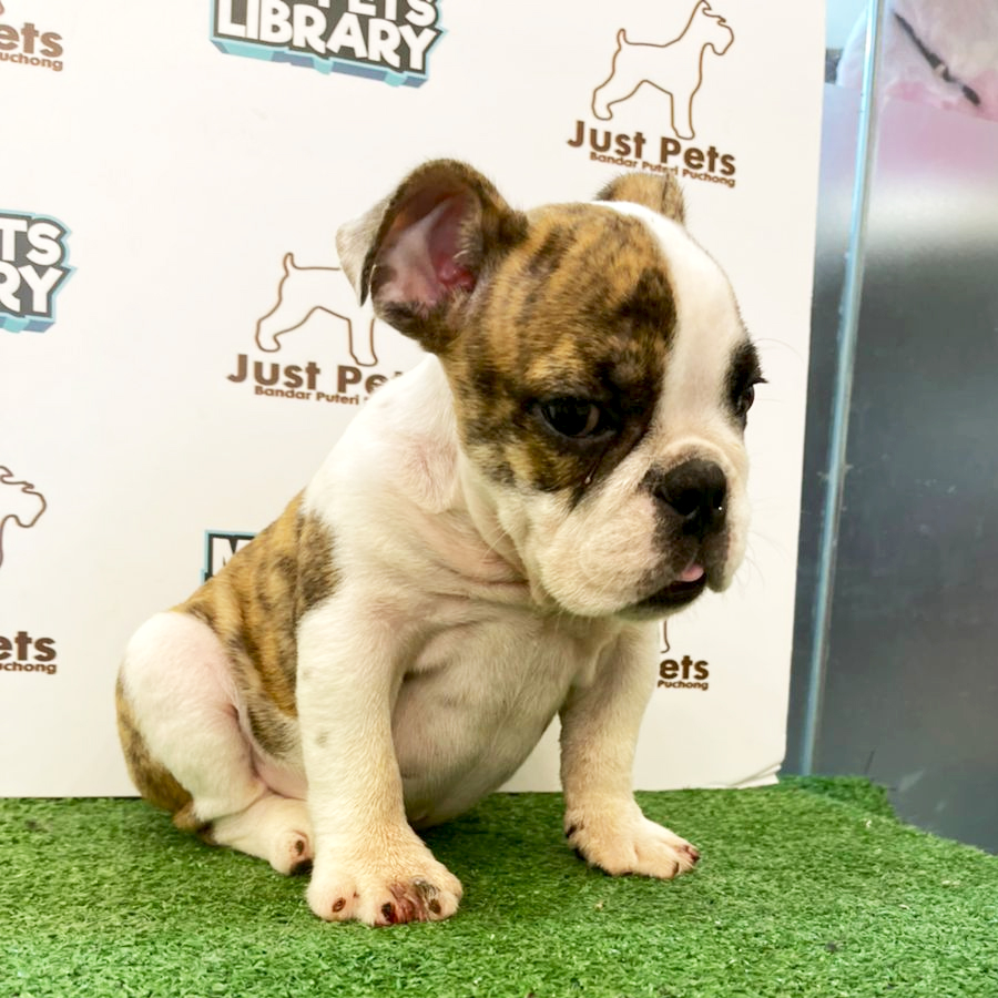 MKA English Bulldog Puppy (Male) For Sale
