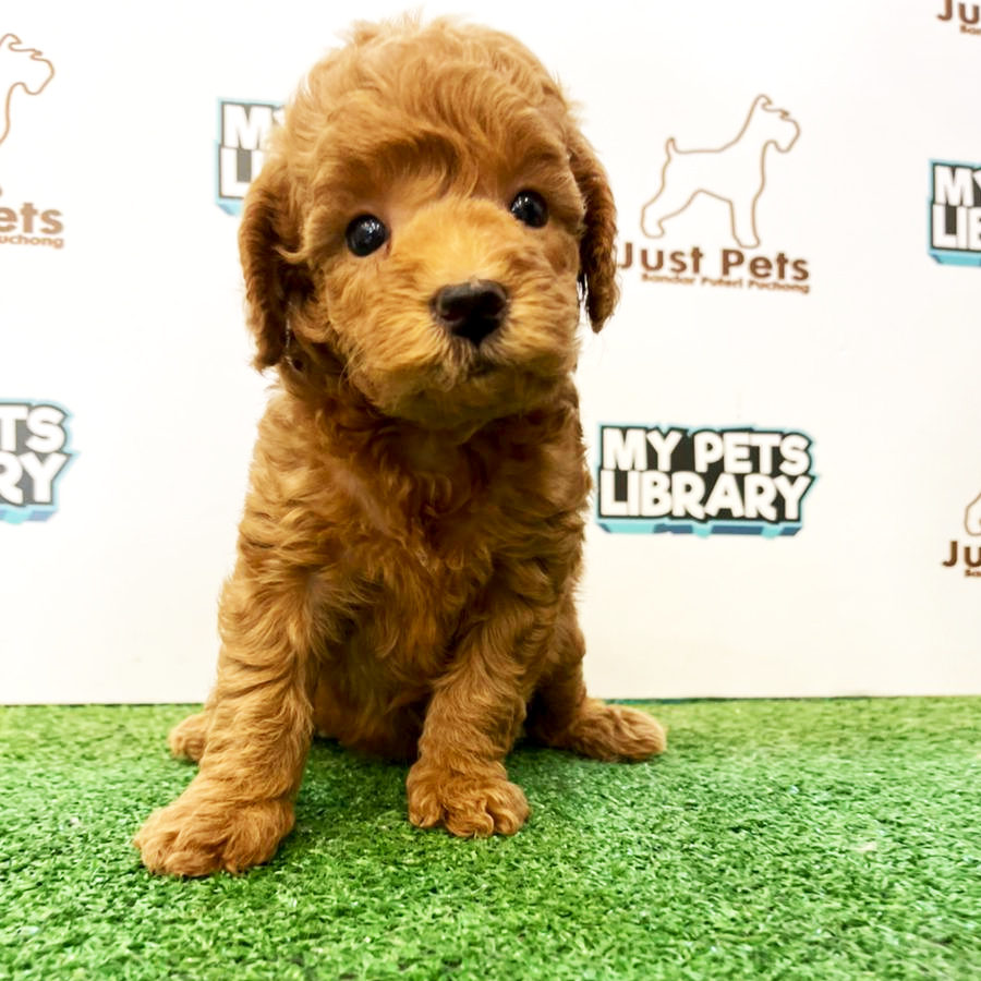MKA Toy Poodle Puppy (Female) For Sale