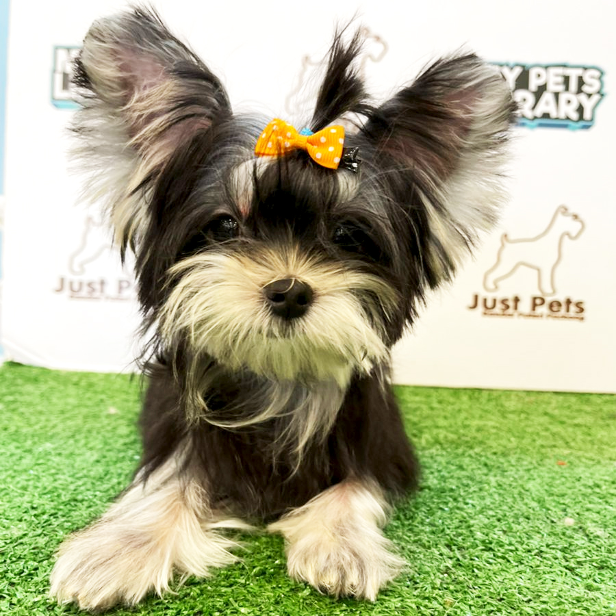 Taiwan Imported Yorkshire Terrier Puppy (Female) For Sale