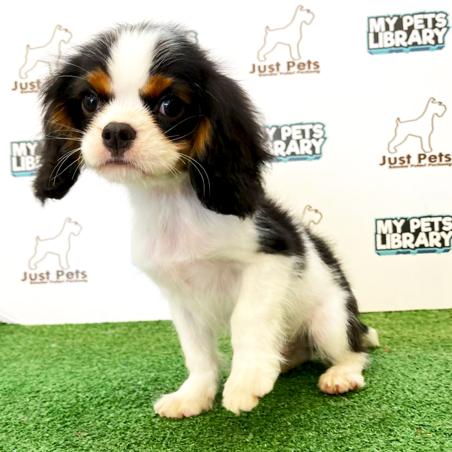 Taiwan Imported King Charles Puppy (Male) For Sale