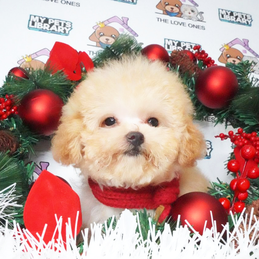 MKA Tiny Poodle Puppy (Female) For Sale