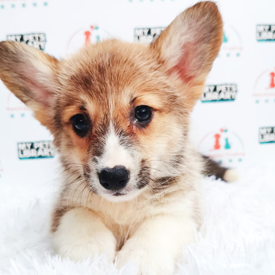 MKA Welsh Corgi Puppy (Female) For Sale