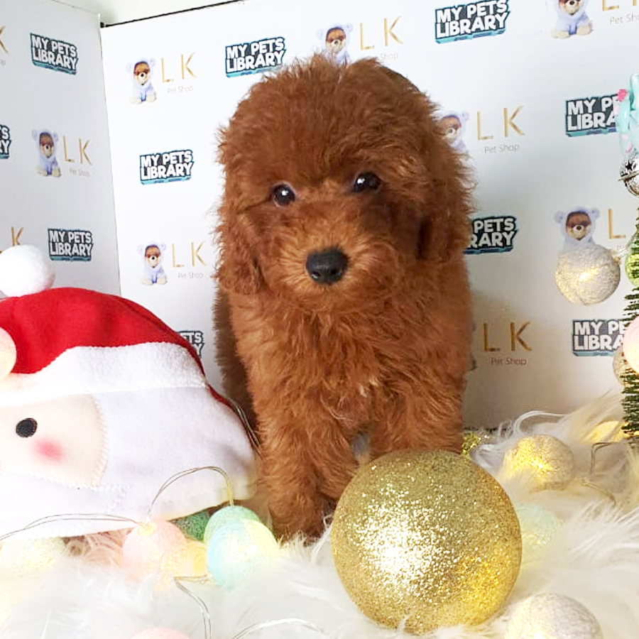 Toy Poodle Puppy (Male) For Sale