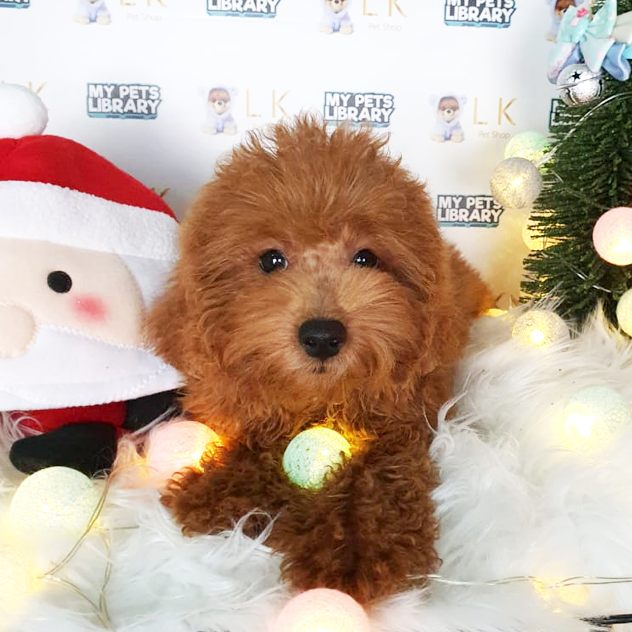 Toy Poodle Puppy (Male) For Sale