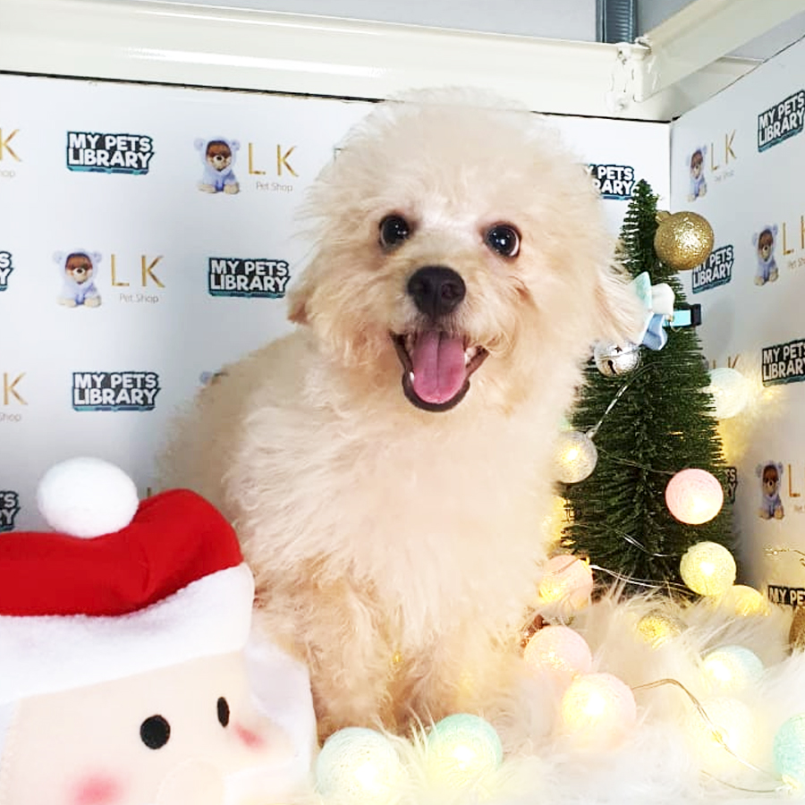 Toy Poodle Puppy (Male) For Sale