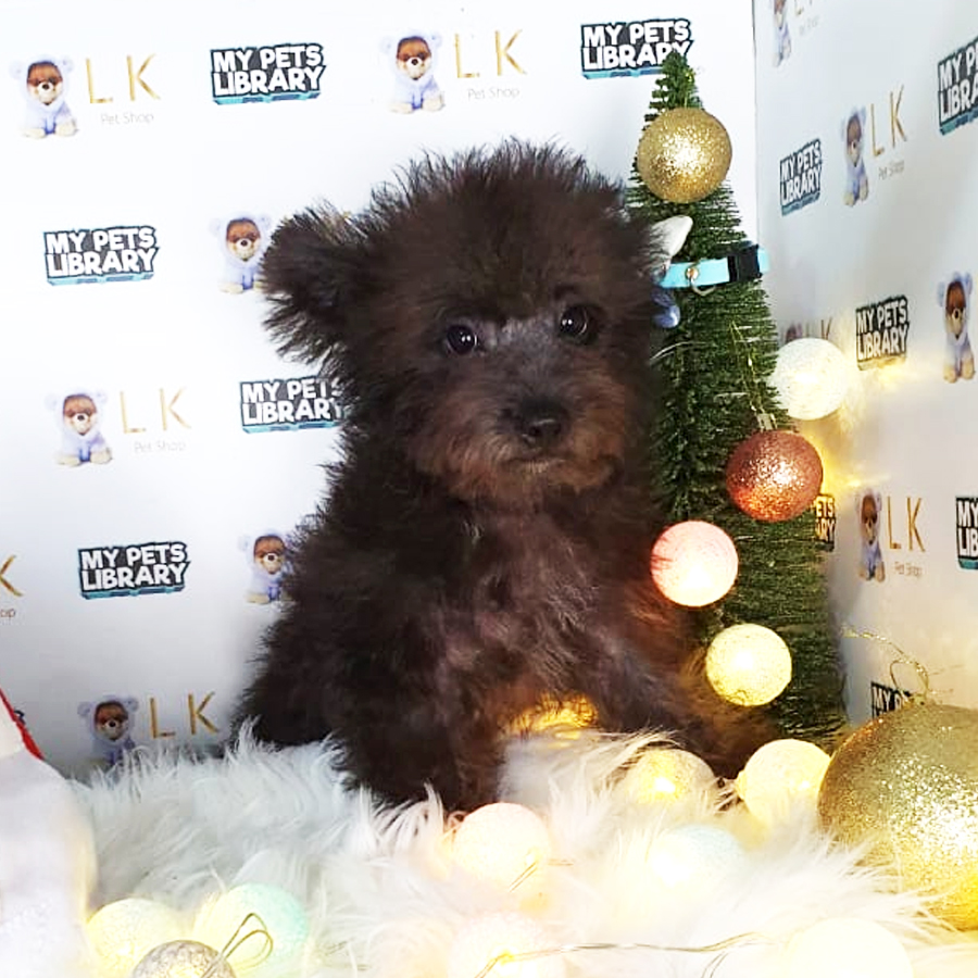Toy Poodle Puppy (Male) For Sale
