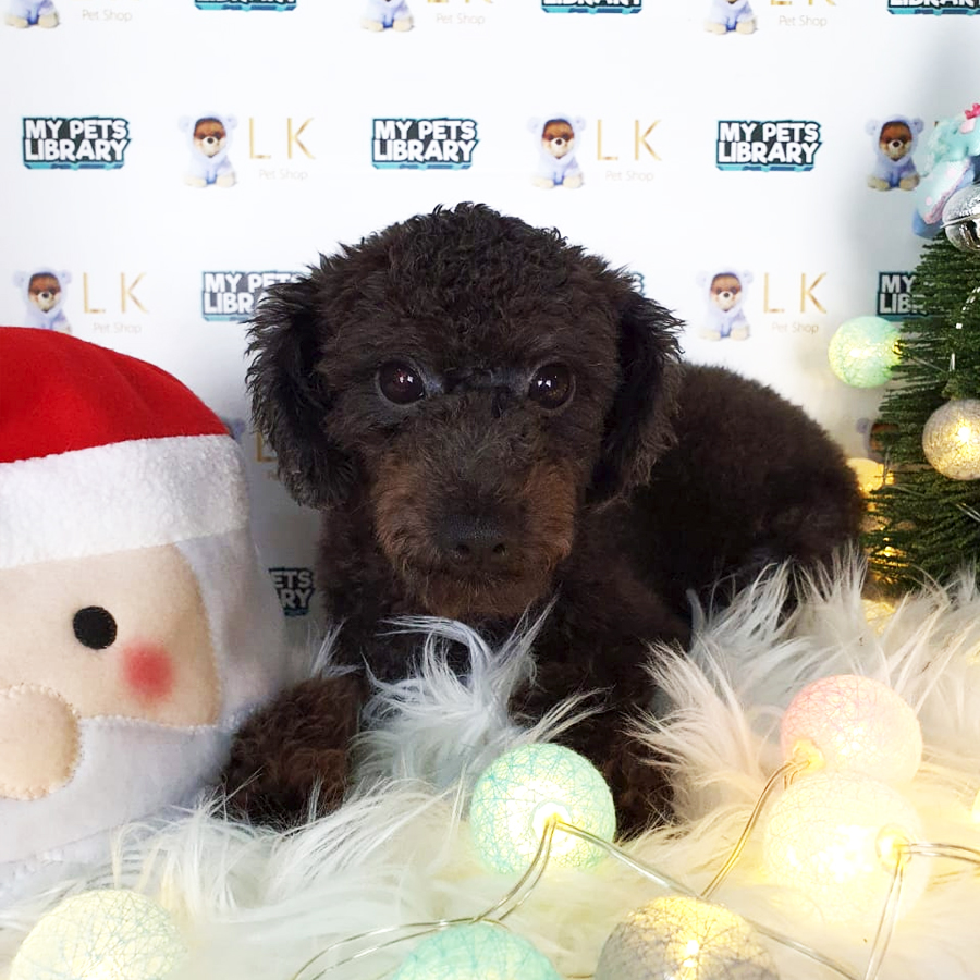 Toy Poodle Puppy (Male) For Sale