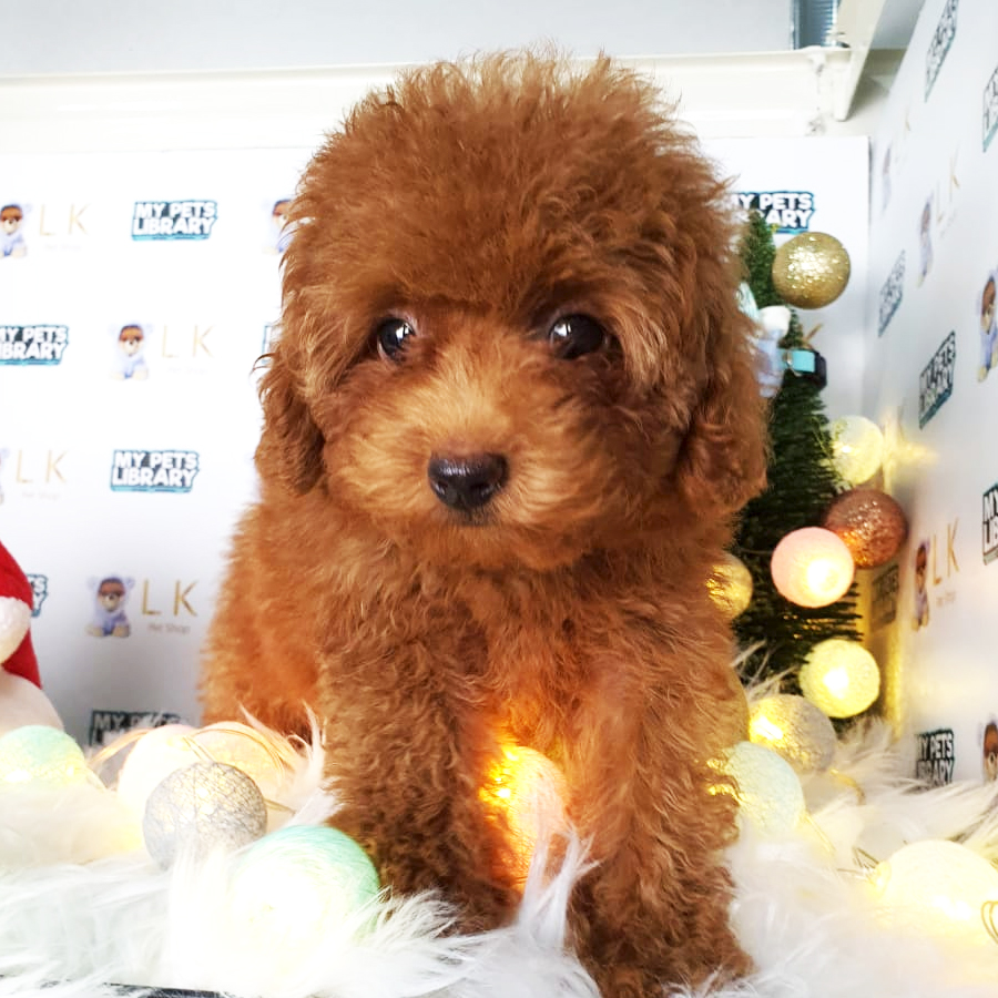 Toy Poodle Puppy (Female) For Sale