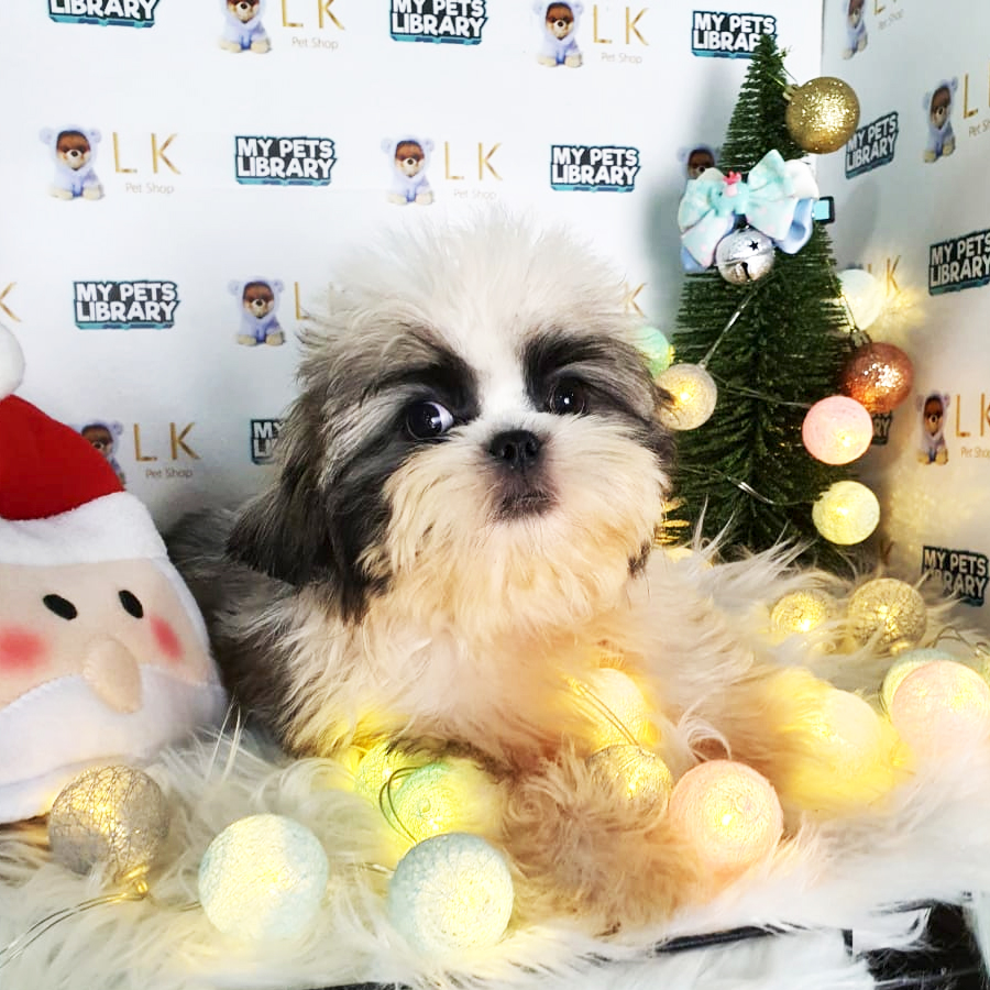Shih Tzu Puppy (Male) For Sale