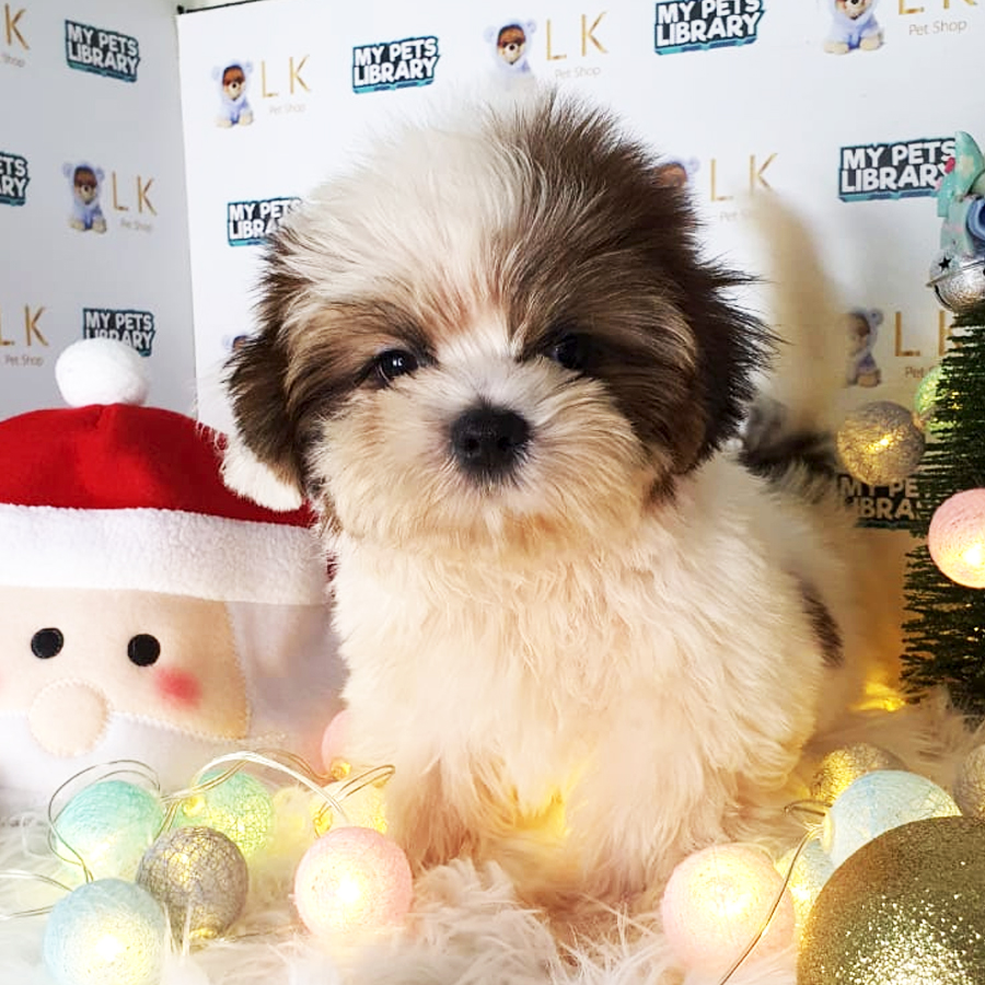 Shih Tzu Puppy (Male) For Sale