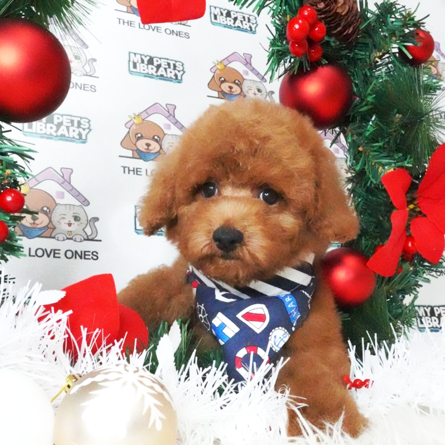 MKA Toy Poodle Puppy (Male) For Sale
