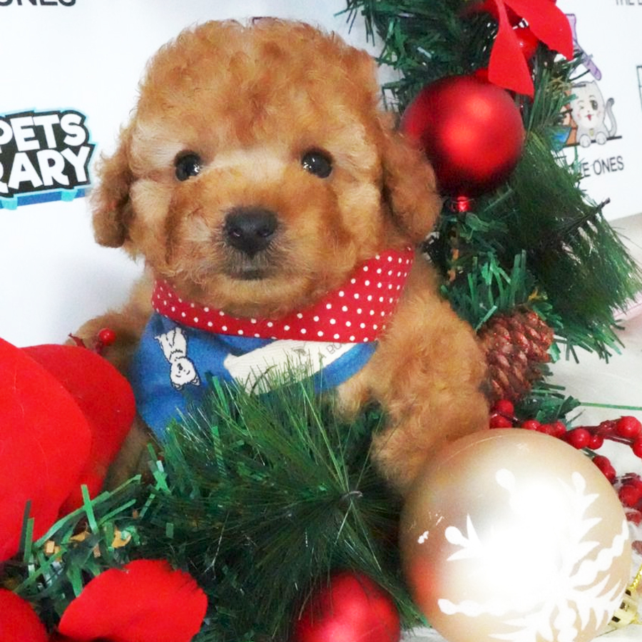 Toy Poodle Puppy (Male) For Sale