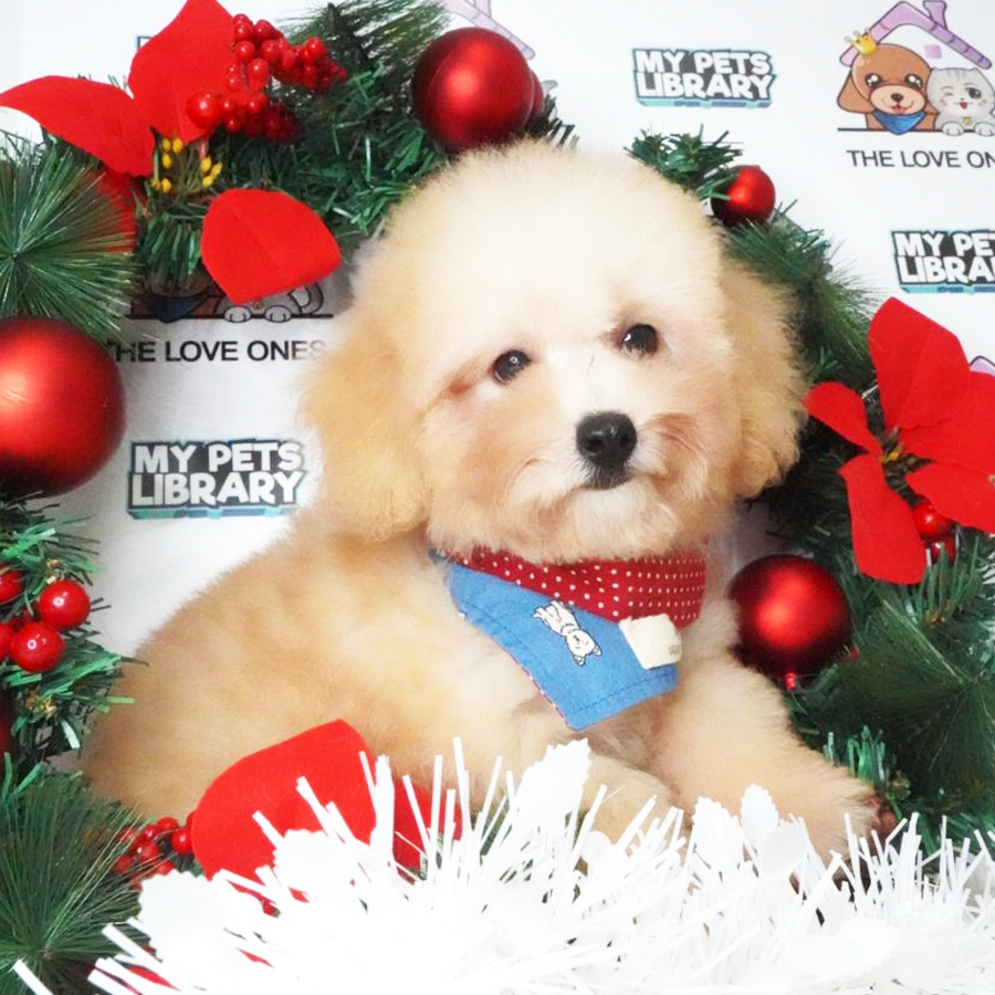 Toy Poodle Puppy (Male) For Sale
