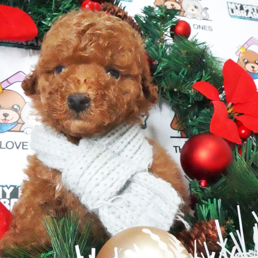 Toy Poodle Puppy (Male) For Sale