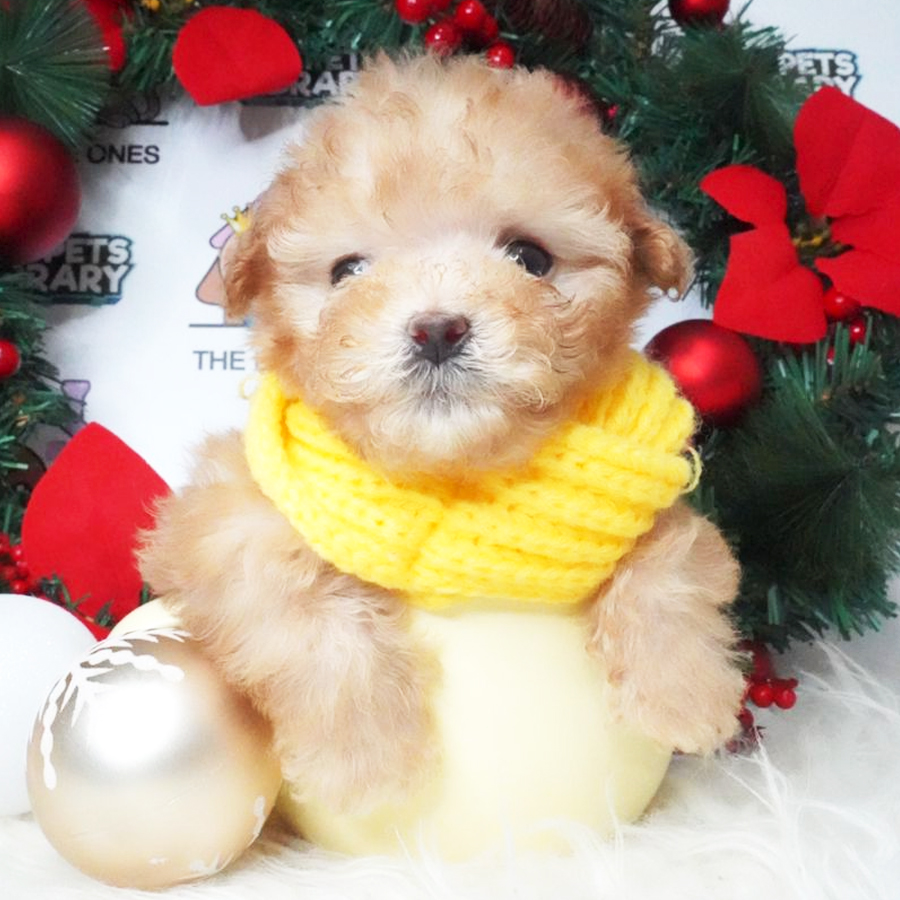 Tiny Poodle Puppy (Male) For Sale