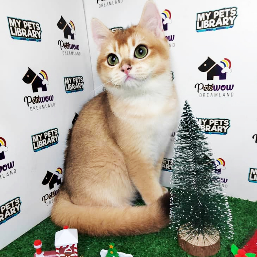 Golden Shaded British Shorthair Kitten (Male) For Sale