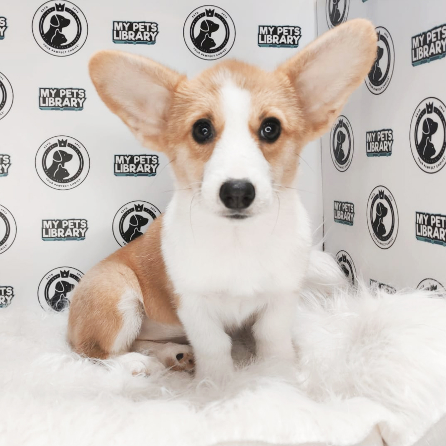 MKA Pembroke Welsh Corgi Puppy (Male) For Sale