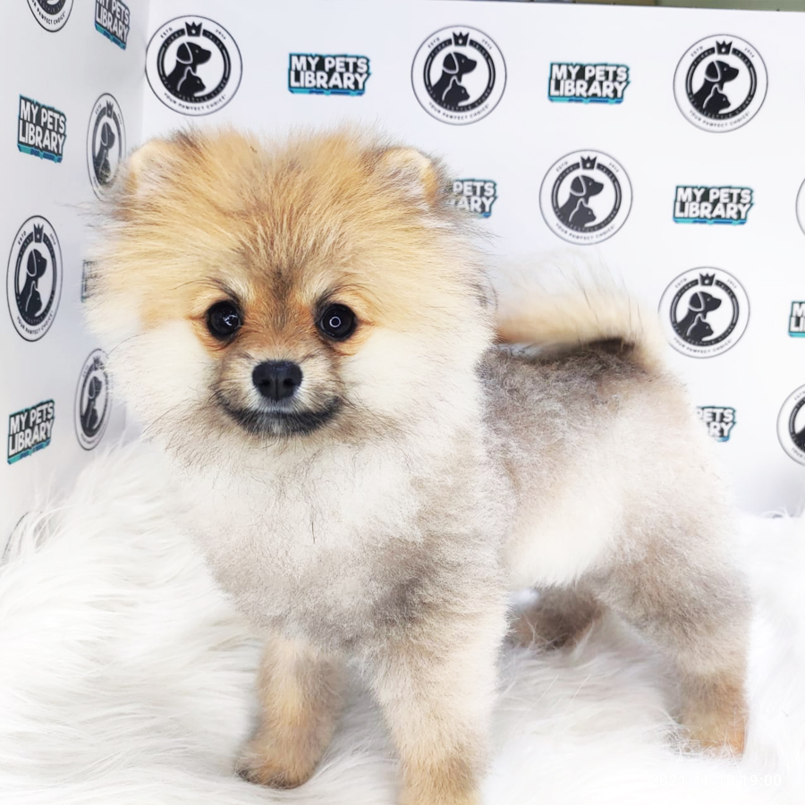 MKA Pomeranian Puppy (Male) For Sale