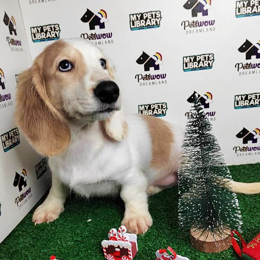 MKA Long Fur Dachshund Puppy (Female) For Sale