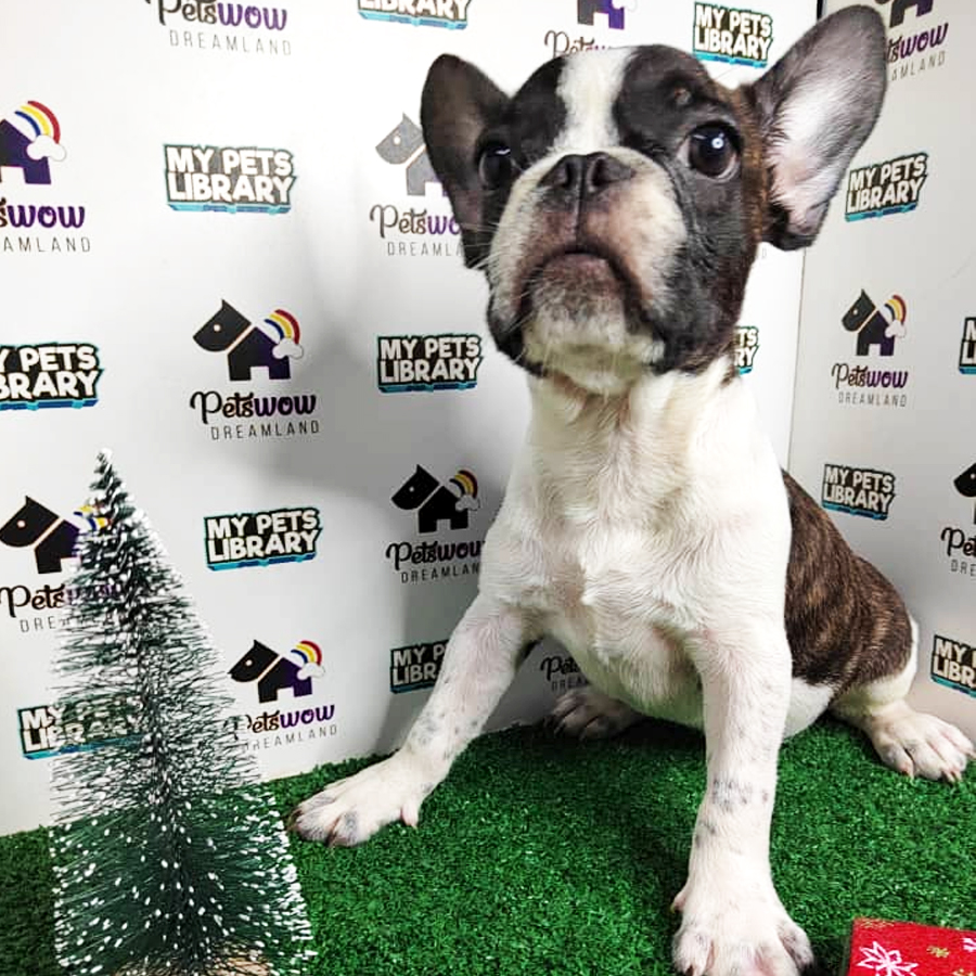 French Bulldog Puppy (Male) For Sale