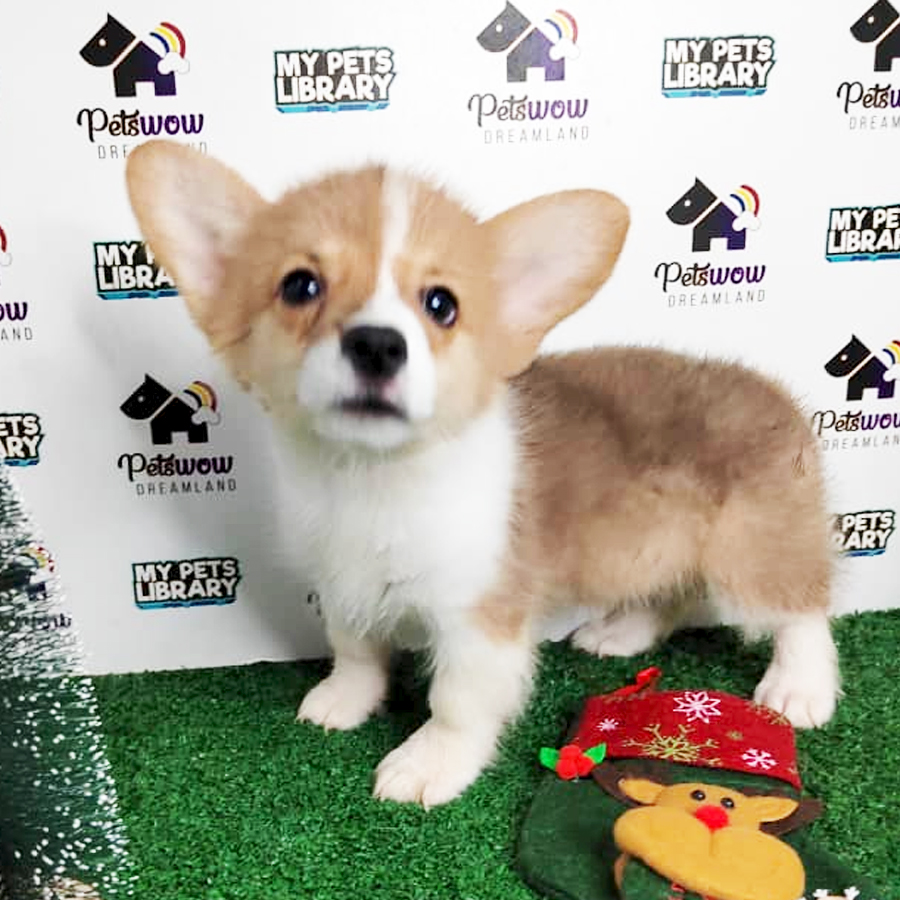 MKA Pembroke Welsh Corgi Puppy (Female) For Sale