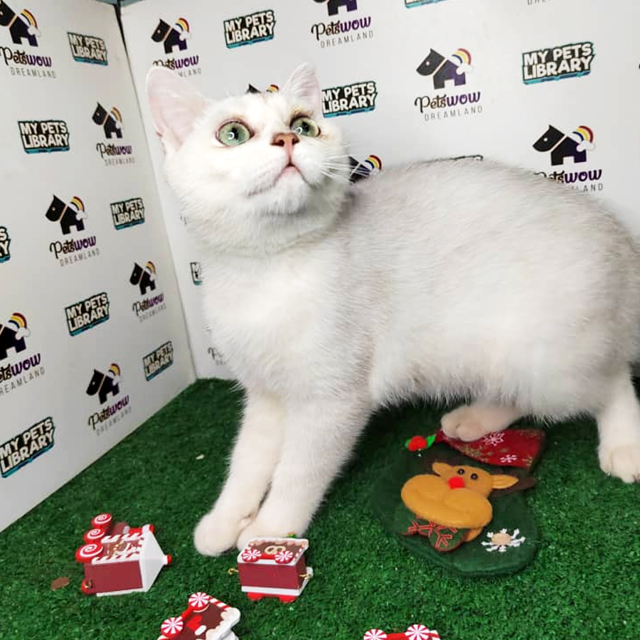Silver Shaded British Shorthair Kitten (Male) For Sale
