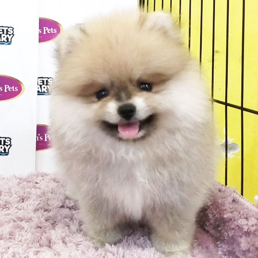 MKA Pomeranian Puppy (Female) For Sale